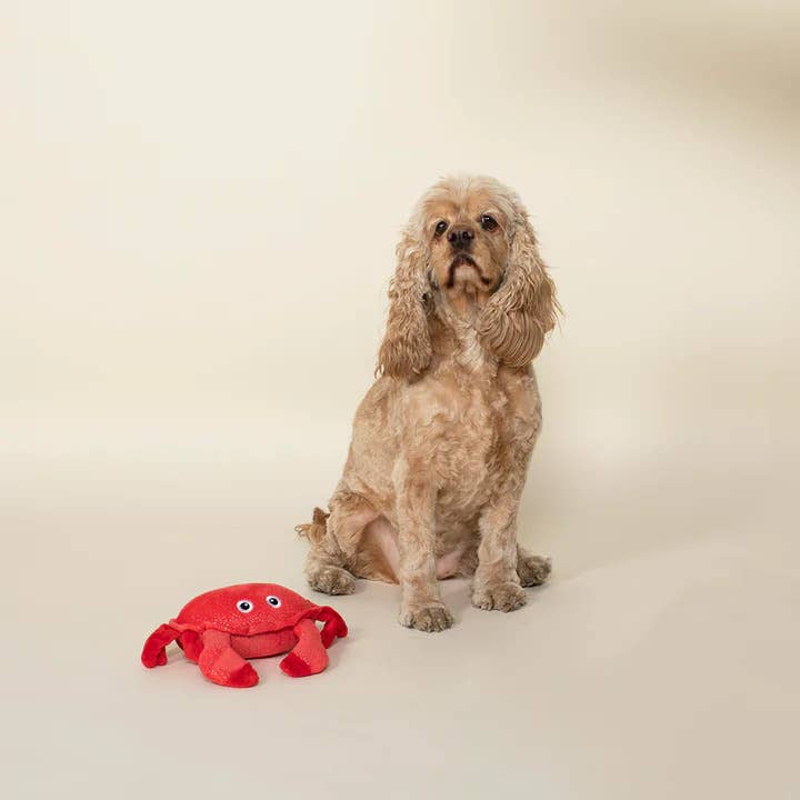 PetShop by Fringe Studio Just a Little Crabby Plush Dog Toy